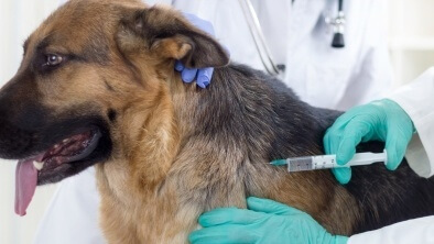 Impfung beim Hund mit der Gefahr einer Impfreaktion