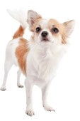 Berechung des wahrscheinlichen Gewichtes - Chihuahua