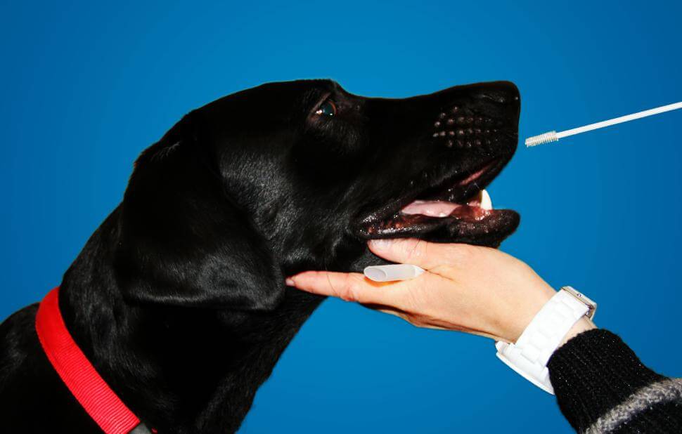 Impfreaktion beim Hund richtig erkennen und richtig behandeln