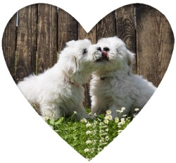 DLA Studie 2 - Dogs in love